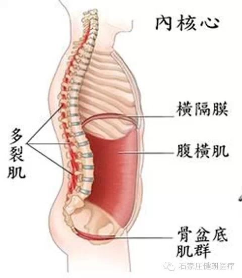 悬吊治疗讲座之腰椎局部测试和治疗(图5)