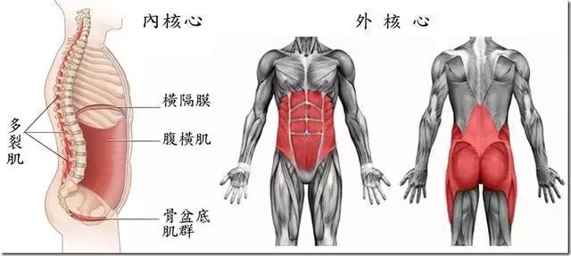 悬吊运动治疗腰痛的核心肌群训练(图2)