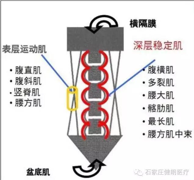 悬吊技术在慢性下腰痛中的应用(图1)