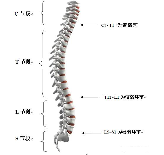 悬吊振动治疗技术--运动链(图5)