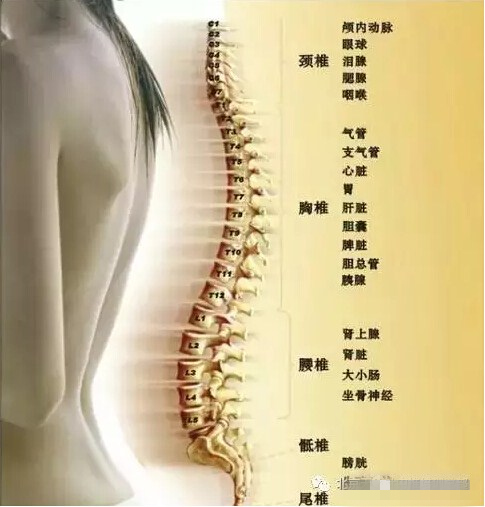 颈椎，腰椎诊断秘诀及悬吊训练康复(图3)