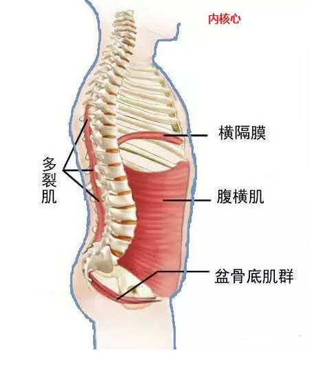 悬吊治疗技术--人体安全气囊(图1)