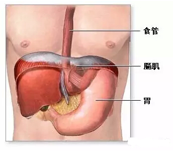 悬吊治疗技术--人体安全气囊(图4)