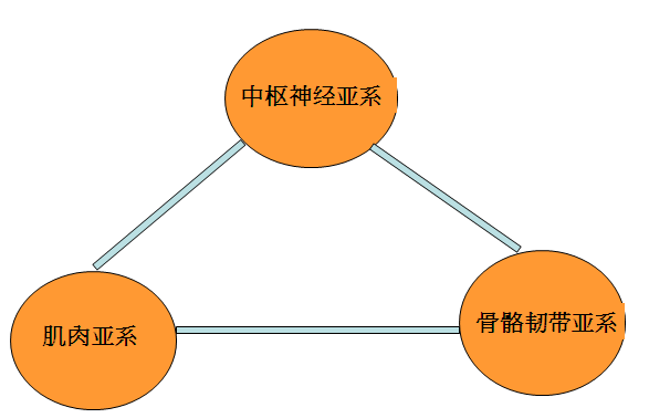 悬吊训练技术应用新领域-----产后恢复(图5)